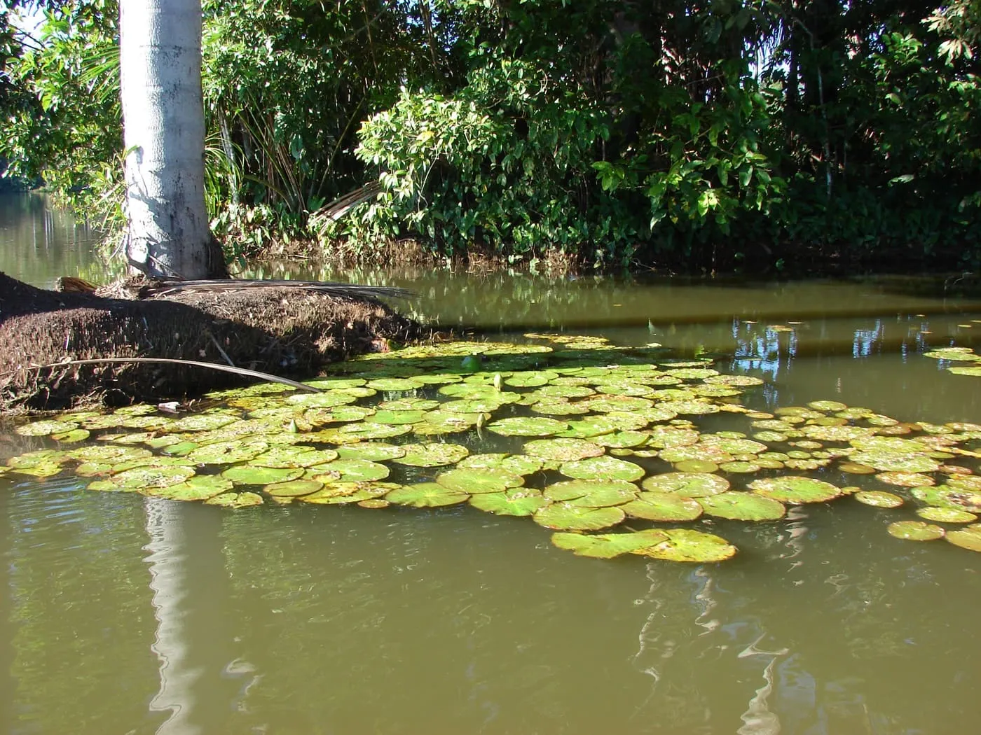 Selva Tropical – Posada Amazonas 4 días 7
